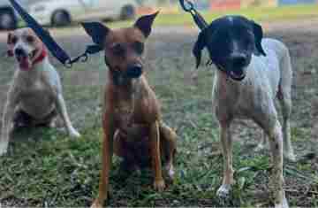  Paraná abre processo seletivo para participação de OSCs no Conselho de Direitos Animais 